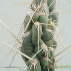 Collecion de Kaktus-grys