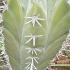 Collecion de Kaktus-grys