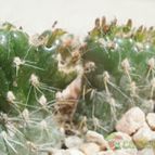 Collecion de Kaktus-grys