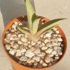 Collecion de Kaktus-grys