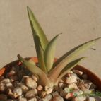 Collecion de Kaktus-grys