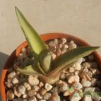 Collecion de Kaktus-grys