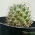 Collecion de Kaktus-grys