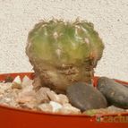 Collecion de Kaktus-grys