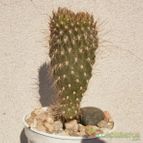 Collecion de Kaktus-grys