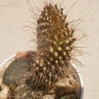 Collecion de Kaktus-grys