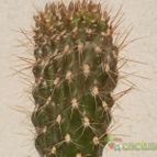 Collecion de Kaktus-grys