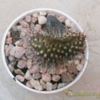 Collecion de Kaktus-grys