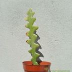 Collecion de Kaktus-grys