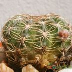 Collecion de Kaktus-grys