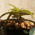 Collecion de Kaktus-grys