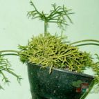 Collecion de Kaktus-grys