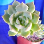 Collecion de Kaktus-grys