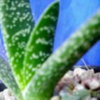 Collecion de Kaktus-grys