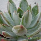 Collecion de Kaktus-grys