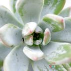 Collecion de Kaktus-grys
