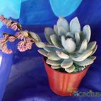 Collecion de Kaktus-grys