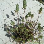 Collecion de Kaktus-grys