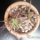 Collecion de Kaktus-grys