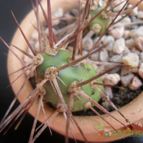 Collecion de Kaktus-grys