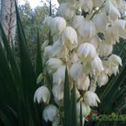 Collecion de Kaktus-grys