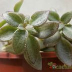 Collecion de Kaktus-grys