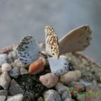 Collecion de Kaktus-grys