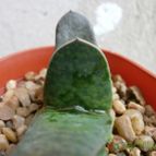 Collecion de Kaktus-grys