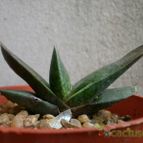 Collecion de Kaktus-grys