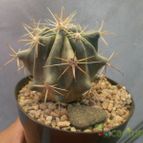 Collecion de Kaktus-grys