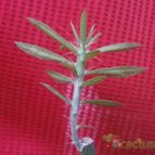 Collecion de Kaktus-grys
