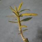 Collecion de Kaktus-grys