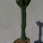 Collecion de Kaktus-grys
