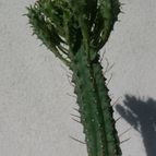 Collecion de Kaktus-grys