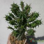 Collecion de Kaktus-grys