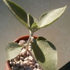 Collecion de Kaktus-grys