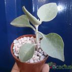 Collecion de Kaktus-grys
