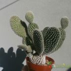 Collecion de Kaktus-grys