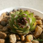 Collecion de Kaktus-grys
