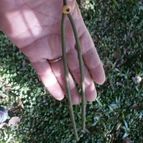 Collecion de Kaktus-grys
