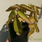 Collecion de Kaktus-grys
