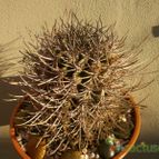 Collecion de Kaktus-grys
