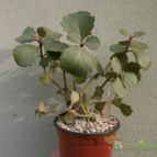 Collecion de Kaktus-grys