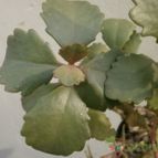 Collecion de Kaktus-grys