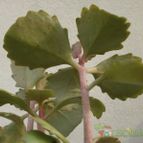 Collecion de Kaktus-grys