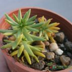 Collecion de Kaktus-grys