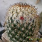 Collecion de Kaktus-grys