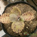 Collecion de Kaktus-grys