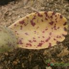 Collecion de Kaktus-grys