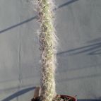 Collecion de Kaktus-grys